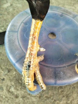 3kg220 tay tốt, lông mới. Mua bán Gà tại Huyện Châu Thành Bến Tre được đăng bởi huỳnh thương