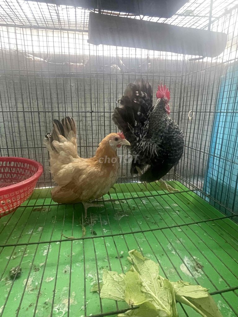 Gà Serama. Mua bán Gà tại Huyện Nhà Bè Tp Hồ Chí Minh được đăng bởi tâm hình 1