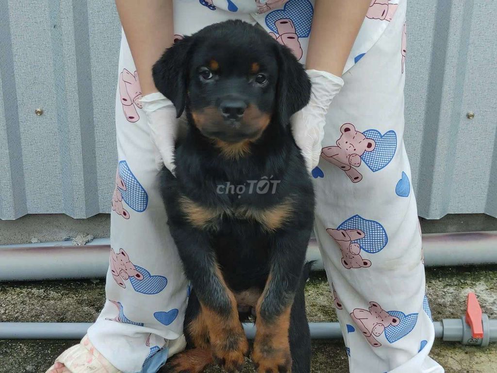 Cho rottweiler đực. Mua bán Chó tại Huyện Hóc Môn Tp Hồ Chí Minh được đăng bởi thuy tran hình 5