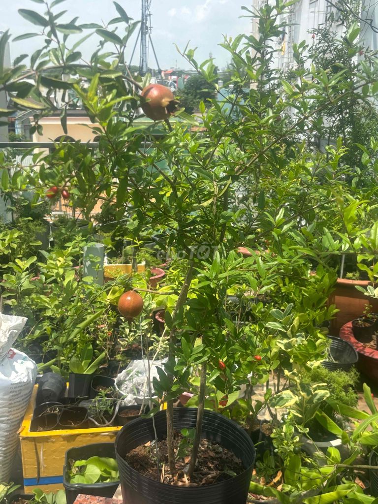 Cây lựu Ấn Độ trưởng thành sẵn trái. Mua bán Cây cảnh, đồ trang trí tại Quận Bình Tân Tp Hồ Chí Minh được đăng bởi Thuận Phát hình 1