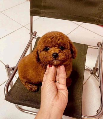 Chó Poodle đực thuần chủng