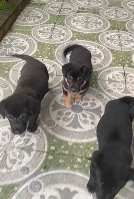 chó ta lai. Mua bán Chó tại Huyện An Dương Hải Phòng được đăng bởi Hoàng Khánh