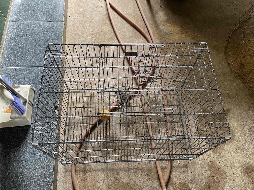 Lồng thú cưng Sắt sơn tĩnh điện Đen 75x48x54 cm. Mua bán Phụ kiện, Thức ăn, Dịch vụ tại Huyện Củ Chi Tp Hồ Chí Minh được đăng bởi Vy Lâm hình 1