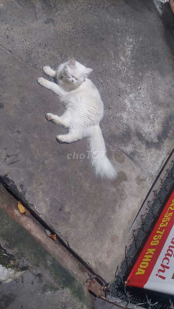 Mình bán pé mèo Anh long trắng . mắt 2 màu.