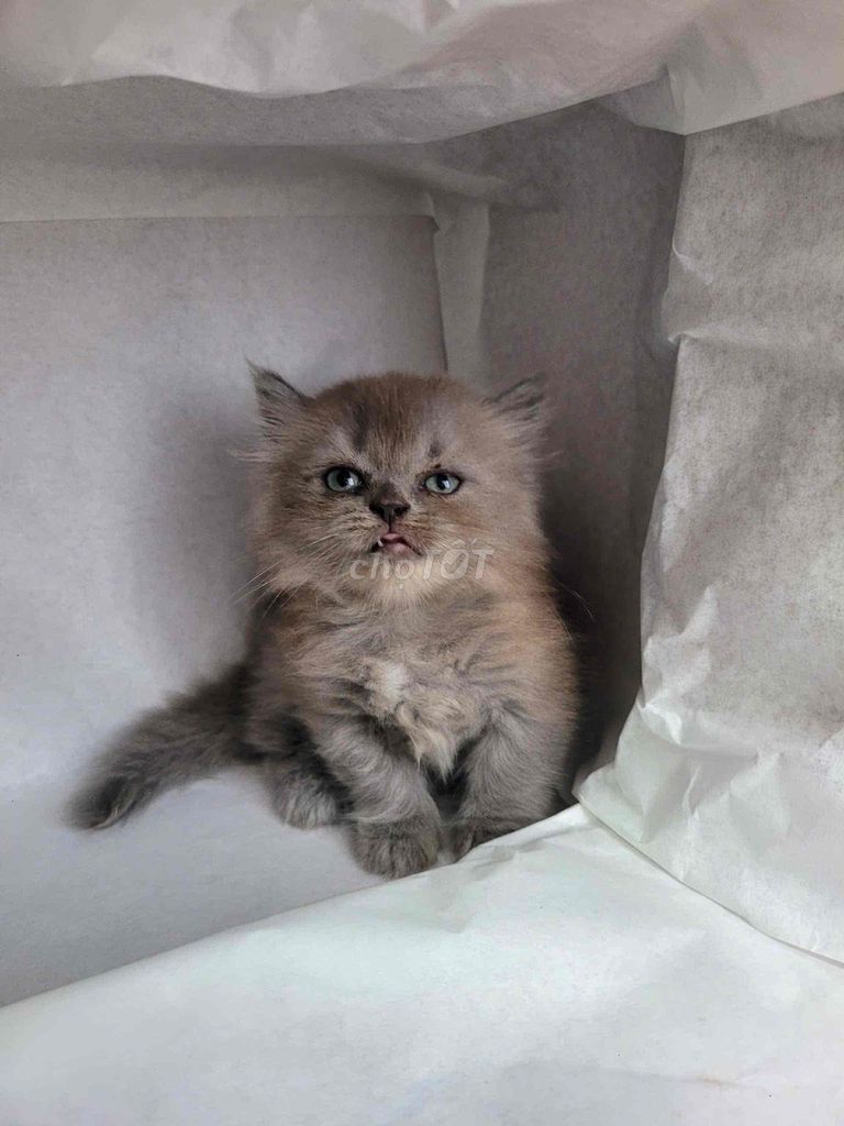 Munchkin tìm nhà mới. Mua bán Mèo tại Quận 7 Tp Hồ Chí Minh được đăng bởi Heidi Nguyen hình 3
