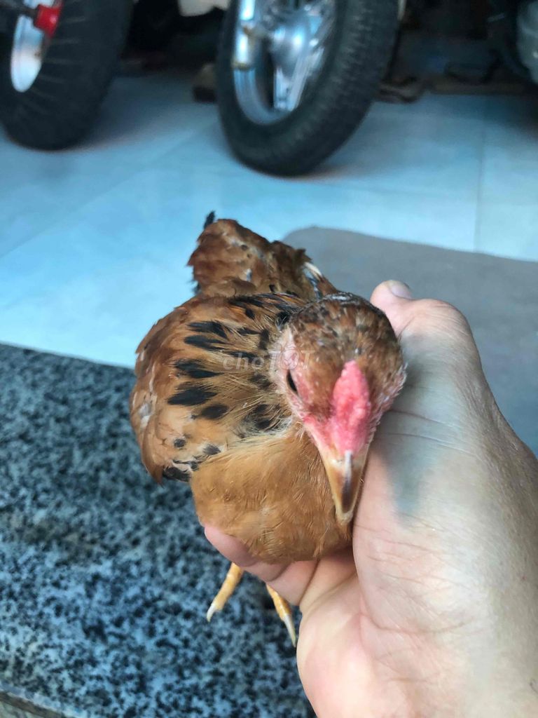 Gà trống màu Nâu. Mua bán Gà tại Huyện Nhà Bè Tp Hồ Chí Minh được đăng bởi LÊ VĂN GIÀU hình 1