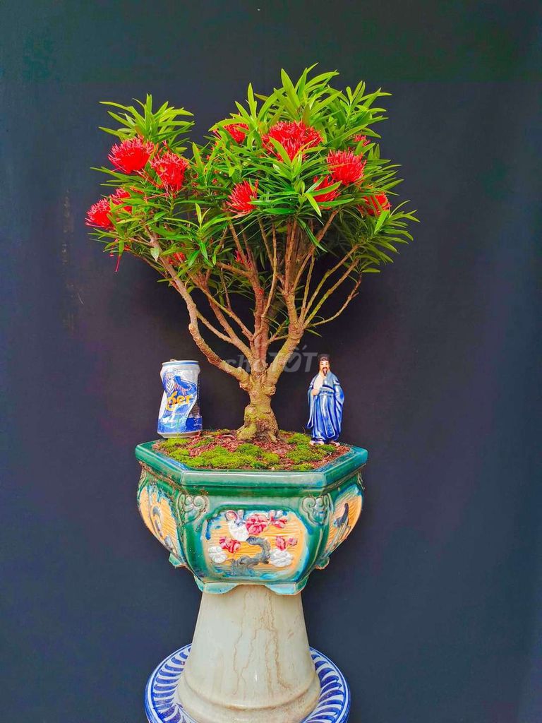 Cây Trang lá tùng bonsai cao 50cm