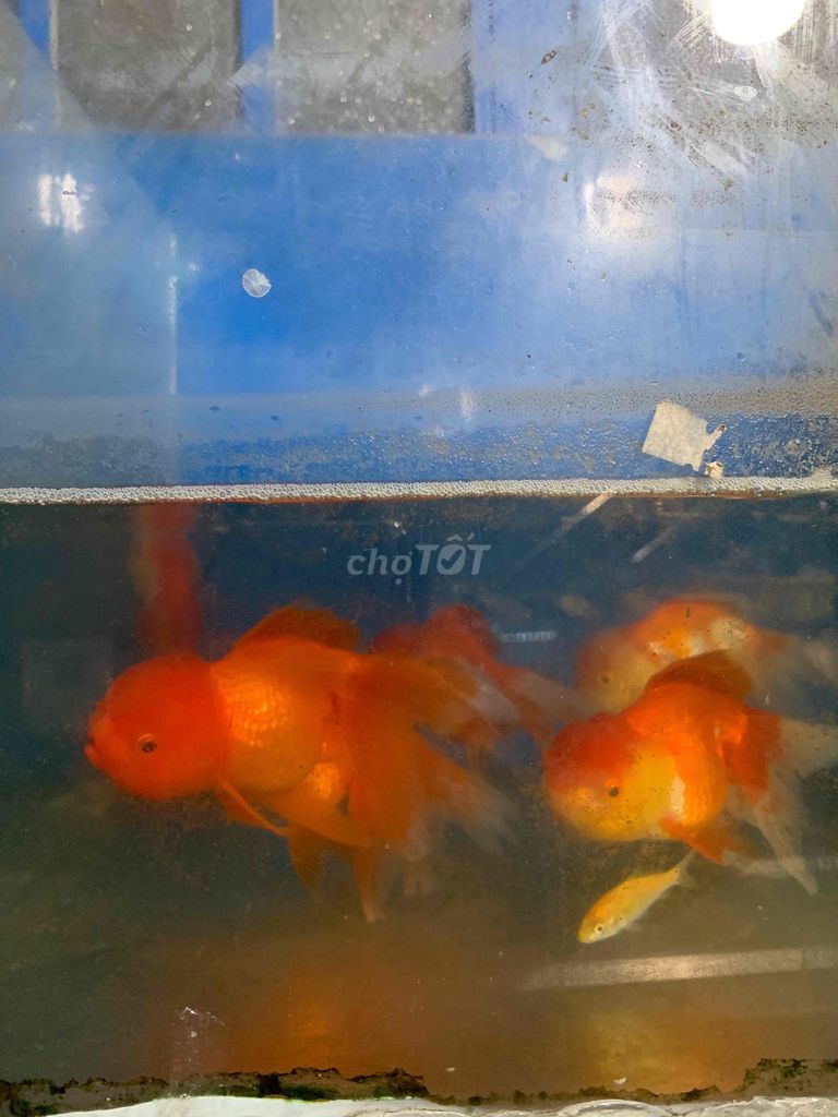 Cá Ba Đuôi Đầu Lân size 3 ngón 35k/1 con