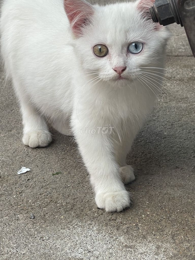 Mèo Anh Trắng mắt hai màu. Mua bán Mèo tại Huyện Nhơn Trạch Đồng Nai được đăng bởi Trà Nam hình 1