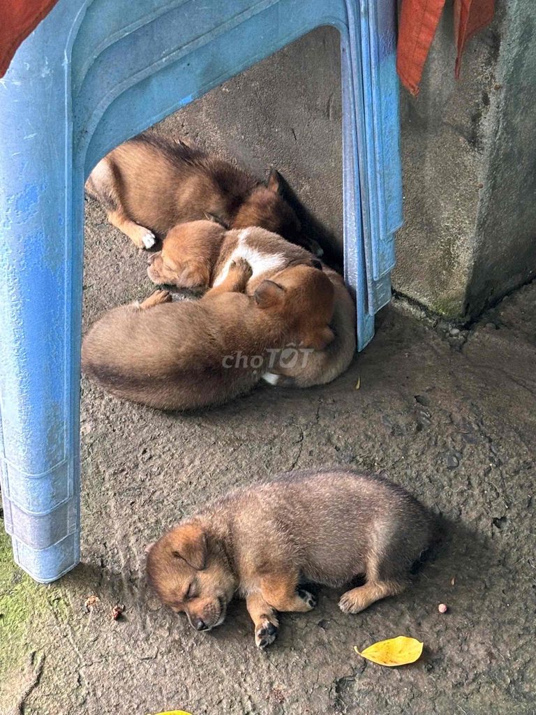 chó 2 tháng tuổi. Mua bán Chó tại Quận 8 Tp Hồ Chí Minh được đăng bởi Tâm hình 1