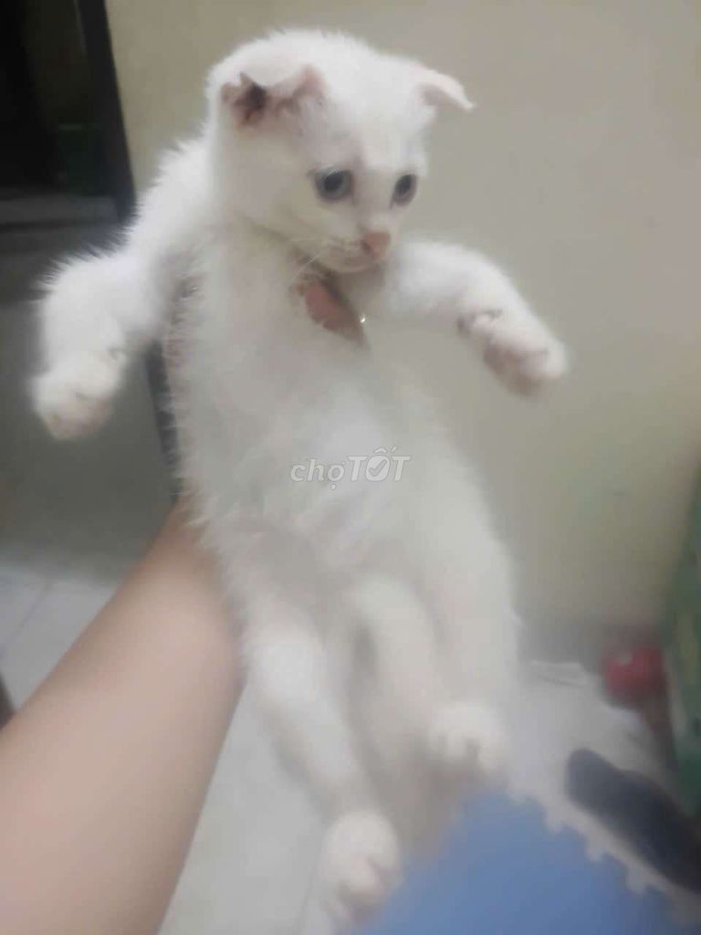 Mèo ALN lai Trắng Xanh Tai cụp. Mua bán Mèo tại Huyện Đông Anh Hà Nội được đăng bởi Vũ Long hình 1