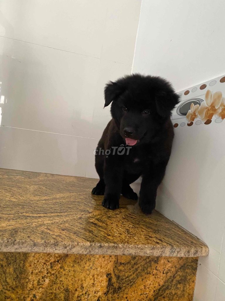 Chó Mông Cộc đen 1 tuổi đã tiêm. Mua bán Chó tại Quận 12 Tp Hồ Chí Minh được đăng bởi Phan Thanh hình 1