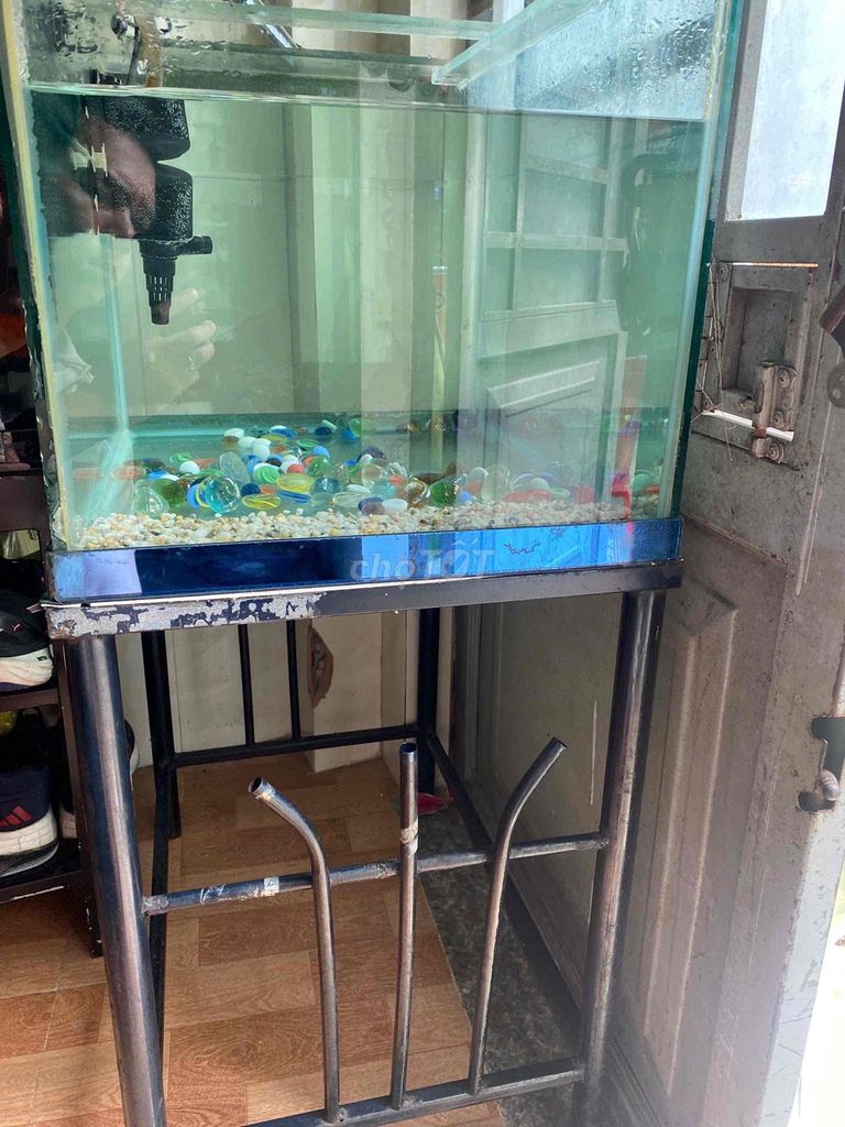 Hồ cá Kính Cá TTCP Dài hơn 20cm. Mua bán Thú cưng khác tại Quận Tân Phú Tp Hồ Chí Minh được đăng bởi dương hình 1