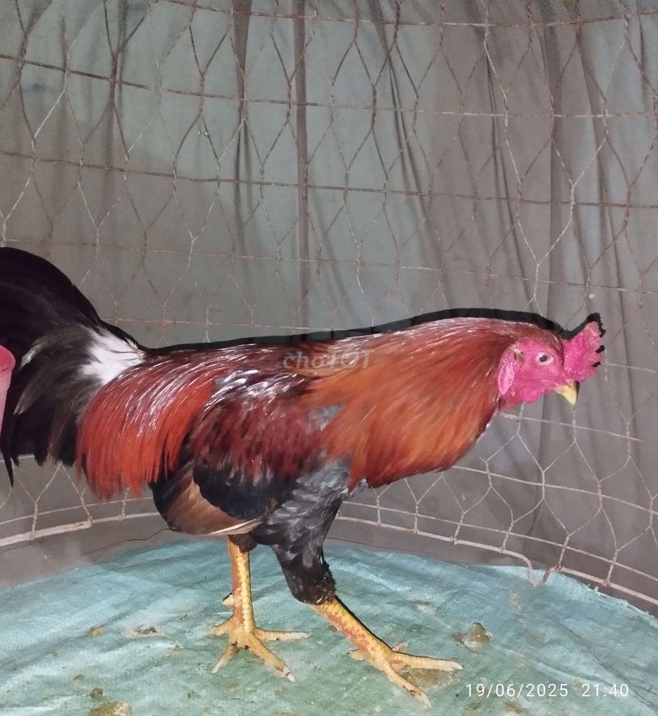 Điều 2ki6 Tơ Mới Ken