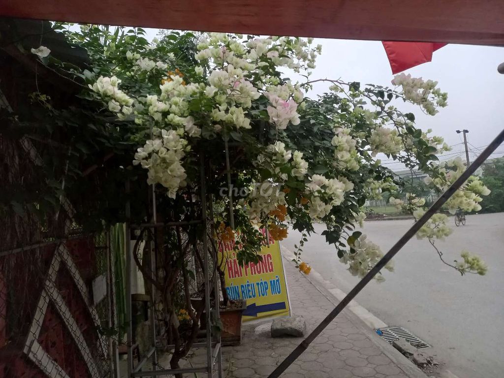 Cây cảnh Hoa giấy Sakura Phớt hồng. Mua bán Cây cảnh, đồ trang trí tại Huyện Thường Tín Hà Nội được đăng bởi Đại Lâm Mộc hình 1
