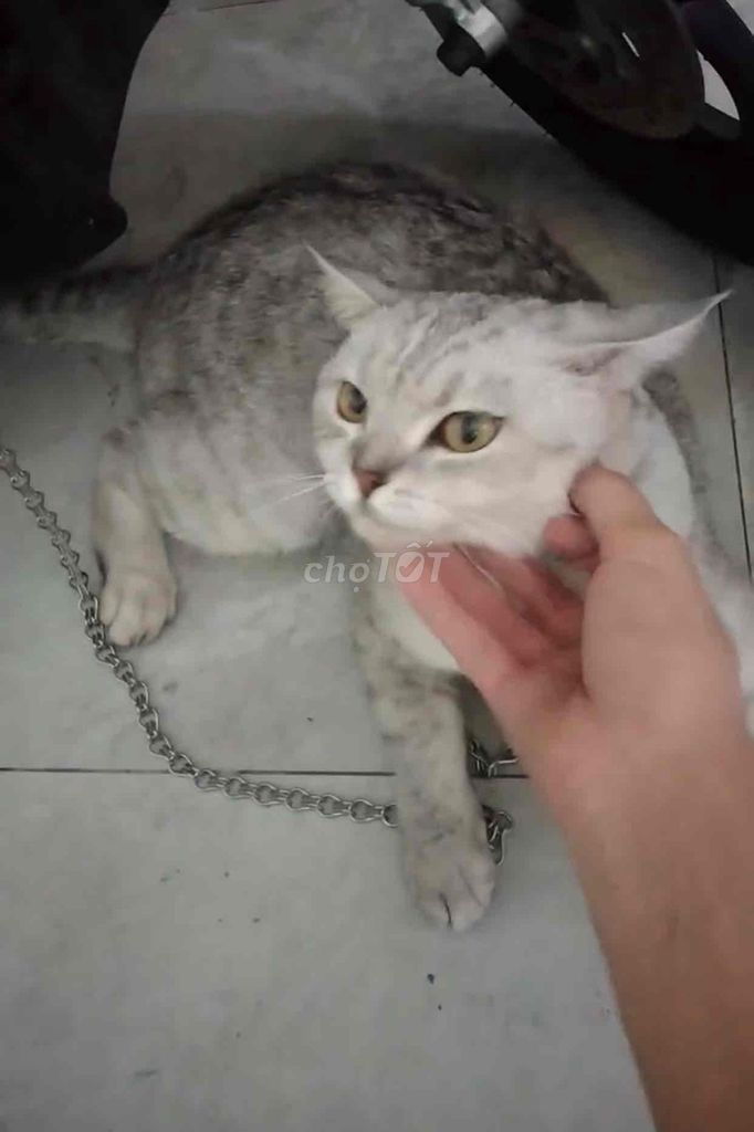 Mèo Aln Xám,. Mua bán Mèo tại Huyện Trảng Bom Đồng Nai được đăng bởi Thaohro Nguyen hình 1