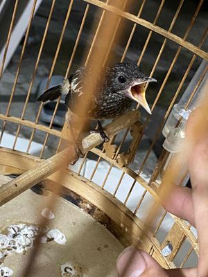 chích chòe đất non. Mua bán Chim tại Quận 8 Tp Hồ Chí Minh được đăng bởi Linh Hổ 