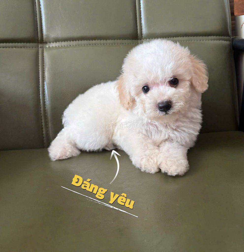 Chó Poodle Trắng 2 tháng Đà Nẵng . Mua bán Chó tại Quận Thanh Khê Đà Nẵng được đăng bởi Thy Thy hình 1