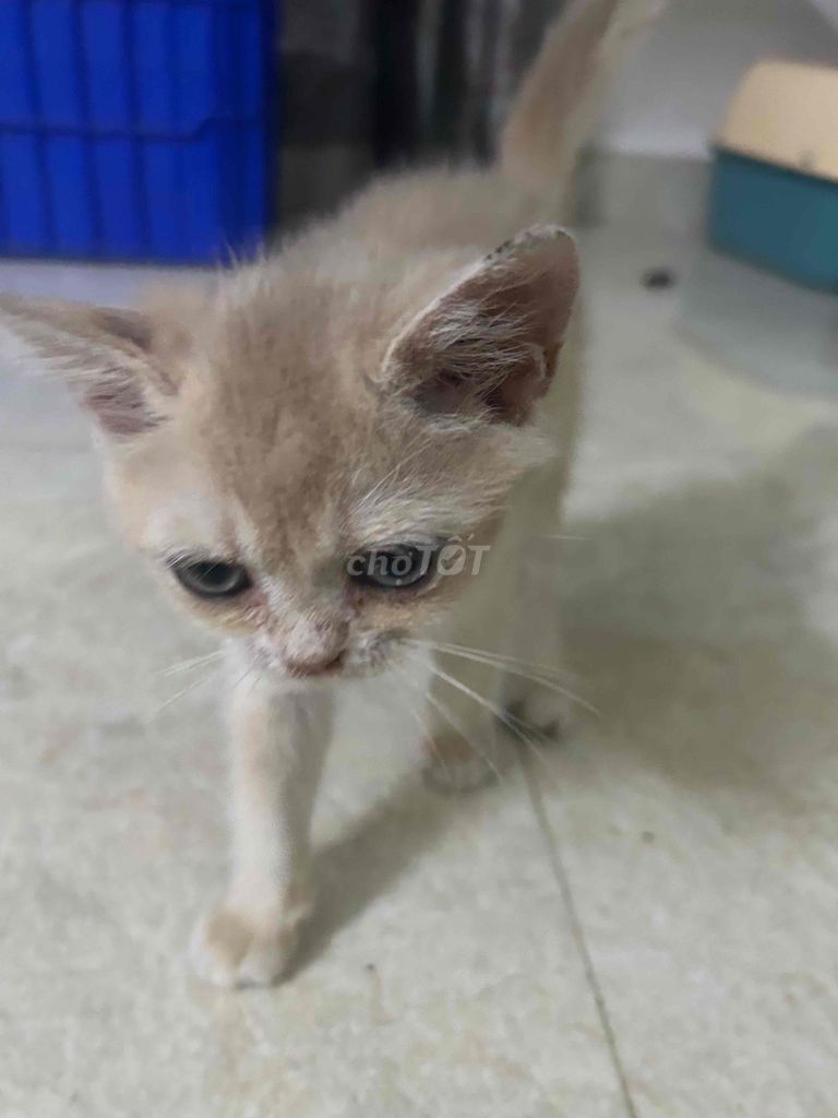 Mèo Golden vàng nhạt 2 tháng tuổi. Mua bán Mèo tại Quận Cẩm Lệ Đà Nẵng được đăng bởi Tran Quoc Duy hình 1