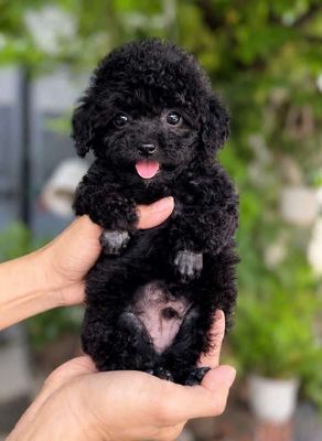 Chó Poodle Đen đã tiêm phòng
