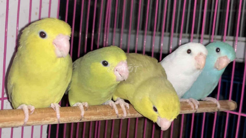 Vẹt Parrotlet mái tơ