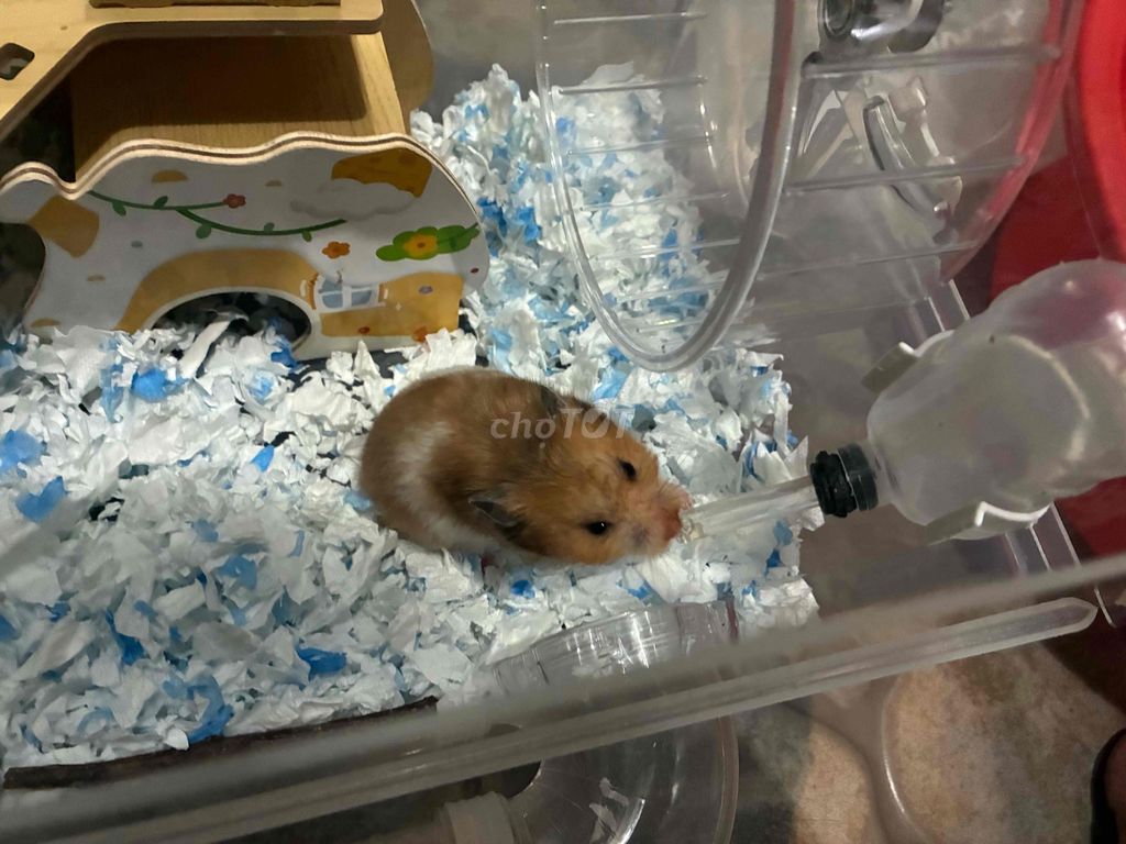 Chuột Hamster Bear (2 con) 6 tháng tặng lồng. Mua bán Thú cưng khác tại Huyện Hóc Môn Tp Hồ Chí Minh được đăng bởi Mỹ Thuý hình 1