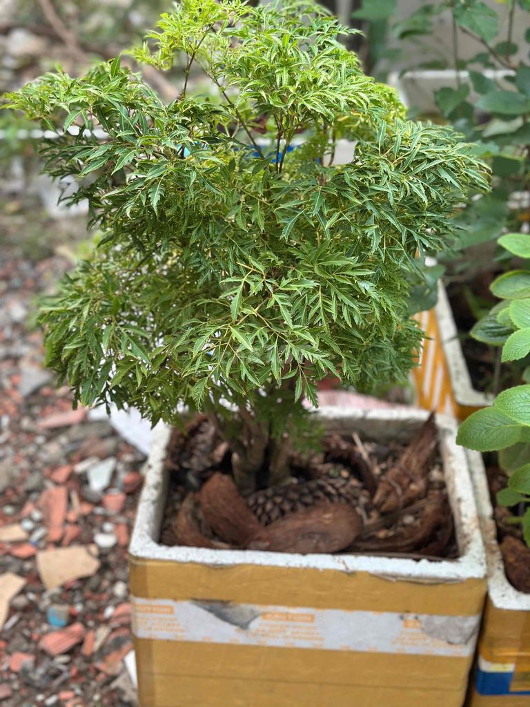 Cây cảnh Đinh Lăng thuần chậu 5 năm Xanh lá. Mua bán Cây cảnh, đồ trang trí tại Quận 8 Tp Hồ Chí Minh được đăng bởi DIAMOND hình 1