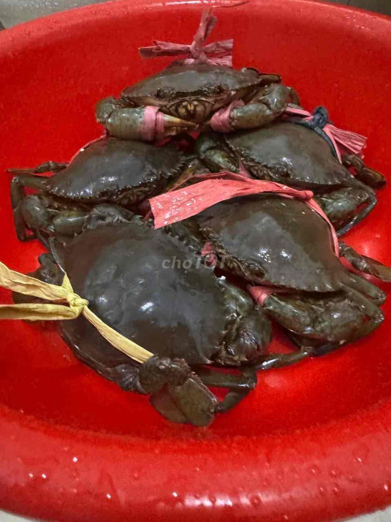 Cua Năm Căn - Thả Tự Do. Mua bán Đồ ăn, thực phẩm và các loại khác tại Quận Tân Bình Tp Hồ Chí Minh được đăng bởi Trần Hoàng Tấn hình 1