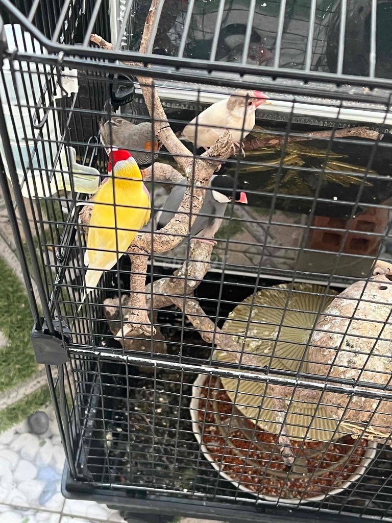 Chim cảnh nhiều màu khỏe mạnh. Mua bán Chim tại Quận Bình Tân Tp Hồ Chí Minh được đăng bởi Nguyễn Xuân đạt  hình 1