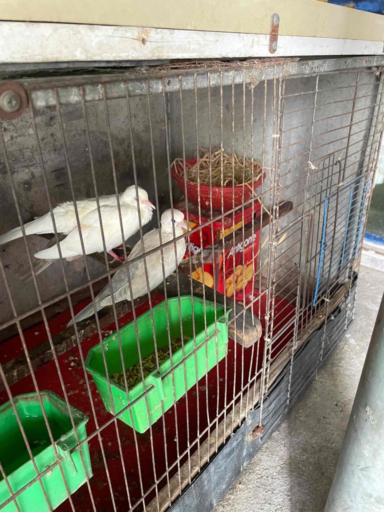 Chim cu Pháp mới lớn 3con. Mua bán Chim tại Huyện Hóc Môn Tp Hồ Chí Minh được đăng bởi chí Tính hình 1