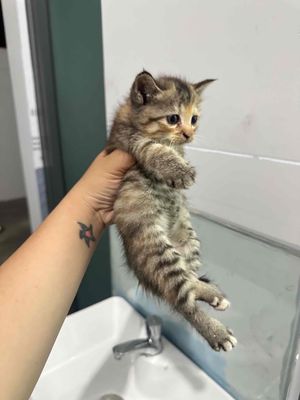 mèo lai tìm nhà. Mua bán Mèo tại Thị xã Bến Cát Bình Dương được đăng bởi sinh nguyễn