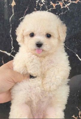 Chó Poodle cái 2 tháng đã tiêm