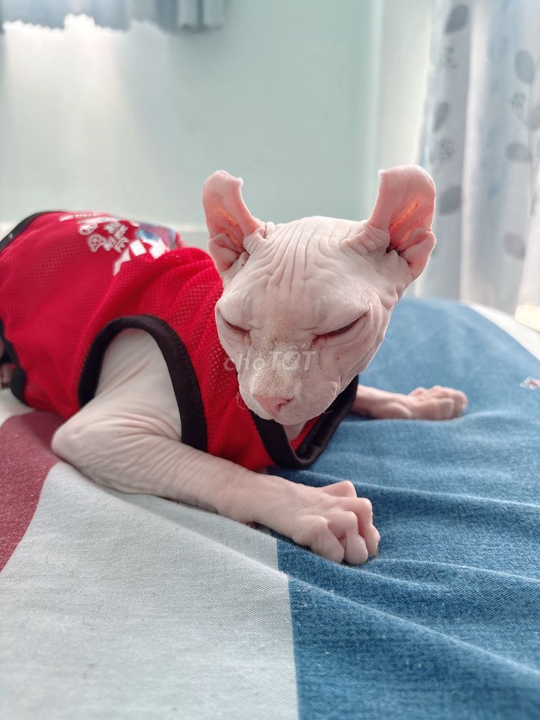 Bán mèo sphynx 2 màu mắt và tặng kèm chuồng