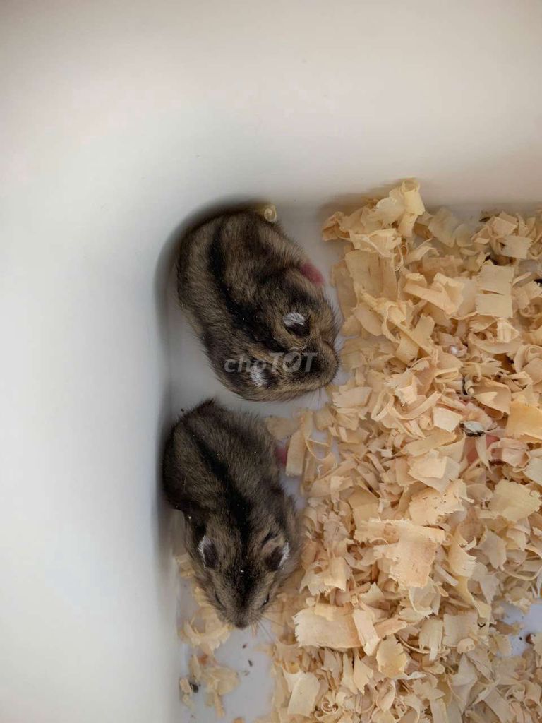 Chuột Hamster Winter White. Mua bán Thú cưng khác tại Quận Cái Răng Cần Thơ được đăng bởi Hammie Heamster hình 1