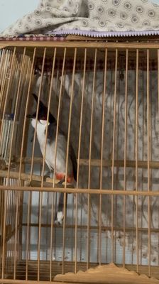 Chim cafe 2 mùa mào lân bộ trung. Mua bán Chim tại Thành phố Thủ Đức Tp Hồ Chí Minh được đăng bởi Thanh sang 