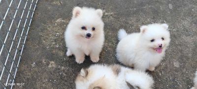 Đàn phốc sóc mini của nhà. Mua bán Chó tại Huyện Thuỷ Nguyên Hải Phòng được đăng bởi nguyễn nhân linh 