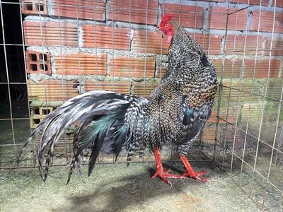 cú chân trắng điểm cựa nhật nguyệt hiện 2k9 lươnng