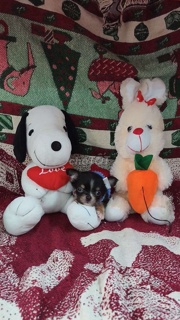 Chó Chihuahua Đực Đen vàng Tóc dài . Mua bán Chó tại Quận 8 Tp Hồ Chí Minh được đăng bởi Chihuahua nhà ZoZo hình 1