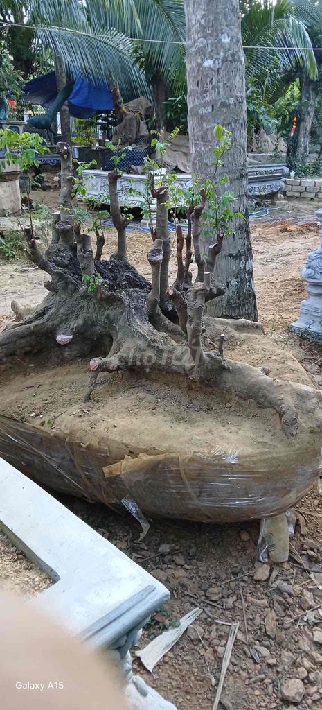 Cây cảnh Khế chua. Mua bán Cây cảnh, đồ trang trí tại Thành phố Tuy Hòa Phú Yên được đăng bởi Phan tấn đạt  hình 1