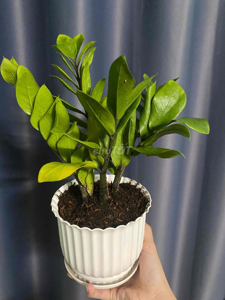 cây kim tiền giá 75k/chậu. Mua bán Cây cảnh, đồ trang trí tại Quận Bình Thuỷ Cần Thơ được đăng bởi Đoan thuy hình 1