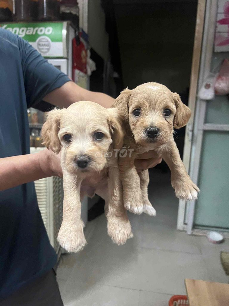 Chó Poodle muốn có nhà mới. Mua bán Chó tại Quận Hai Bà Trưng Hà Nội được đăng bởi Thanh Thanh hình 1