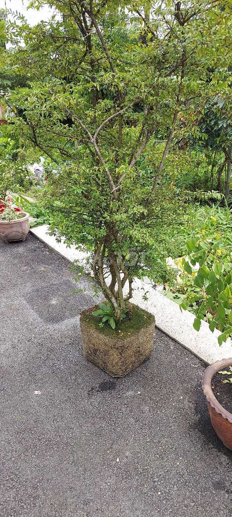 Cây Mai chiếu thủy❤️ Bonsai, siêu đẹp 💚. Mua bán Cây cảnh, đồ trang trí tại Quận Gò Vấp Tp Hồ Chí Minh được đăng bởi  Hoa Kiểng nhà  TTô KKem hình 1