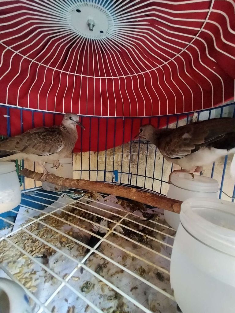Chim cu gáy non nâu cả hai. Mua bán Chim tại Quận Bắc Từ Liêm Hà Nội được đăng bởi Việt Tùng hình 1