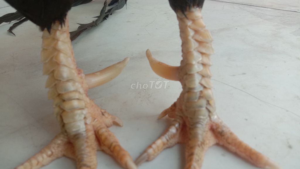 Tre Chân Vuông 1.4kg50. Mua bán Gà tại Huyện Long Hồ Vĩnh Long được đăng bởi tran chi nhan hình 1