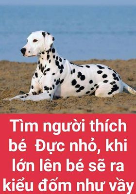 Chó đốm nhìn đã con mắt