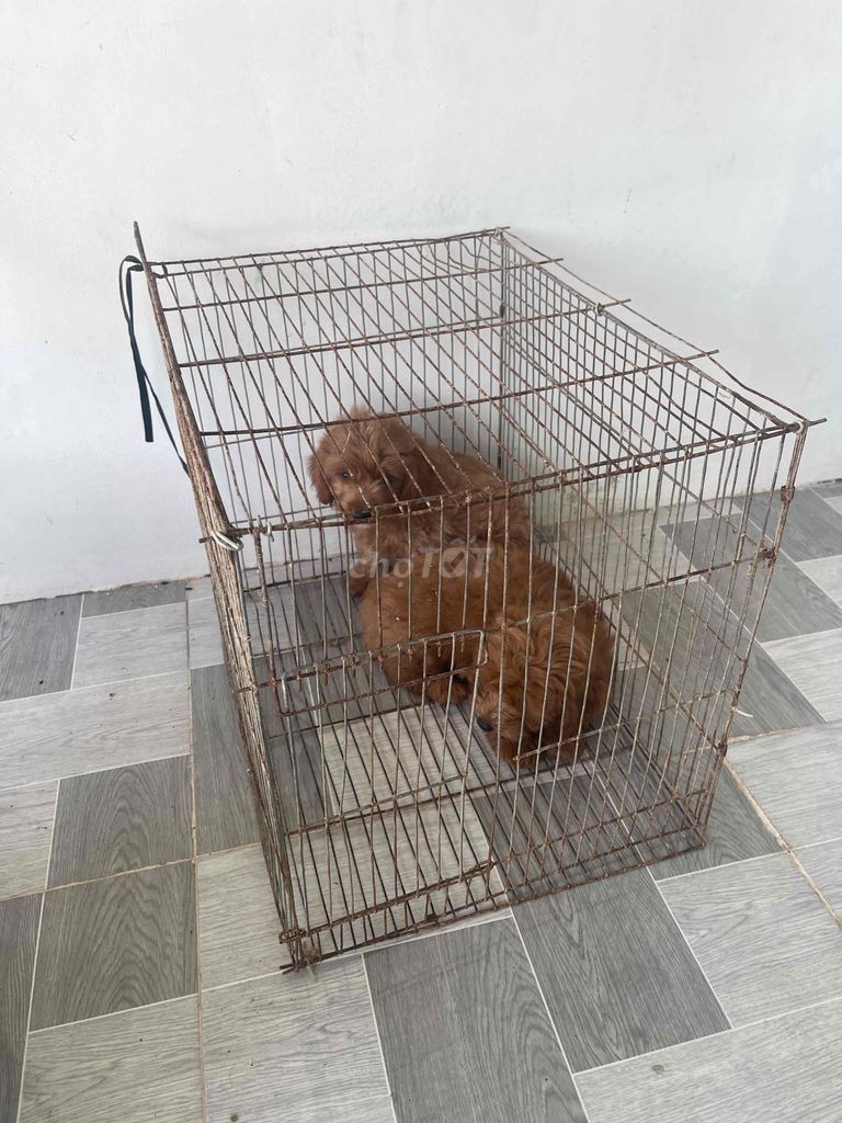 Không có thời gian nuối nên bán lại 1 con chó. Mua bán Chó tại Huyện Châu Thành Đồng Tháp được đăng bởi Nguyễn Vĩnh Thái hình 1