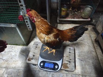 GÀ TRE BẮC CỘC VÀNG BÒ. Mua bán Gà tại Quận Gò Vấp Tp Hồ Chí Minh được đăng bởi Đạt Phan