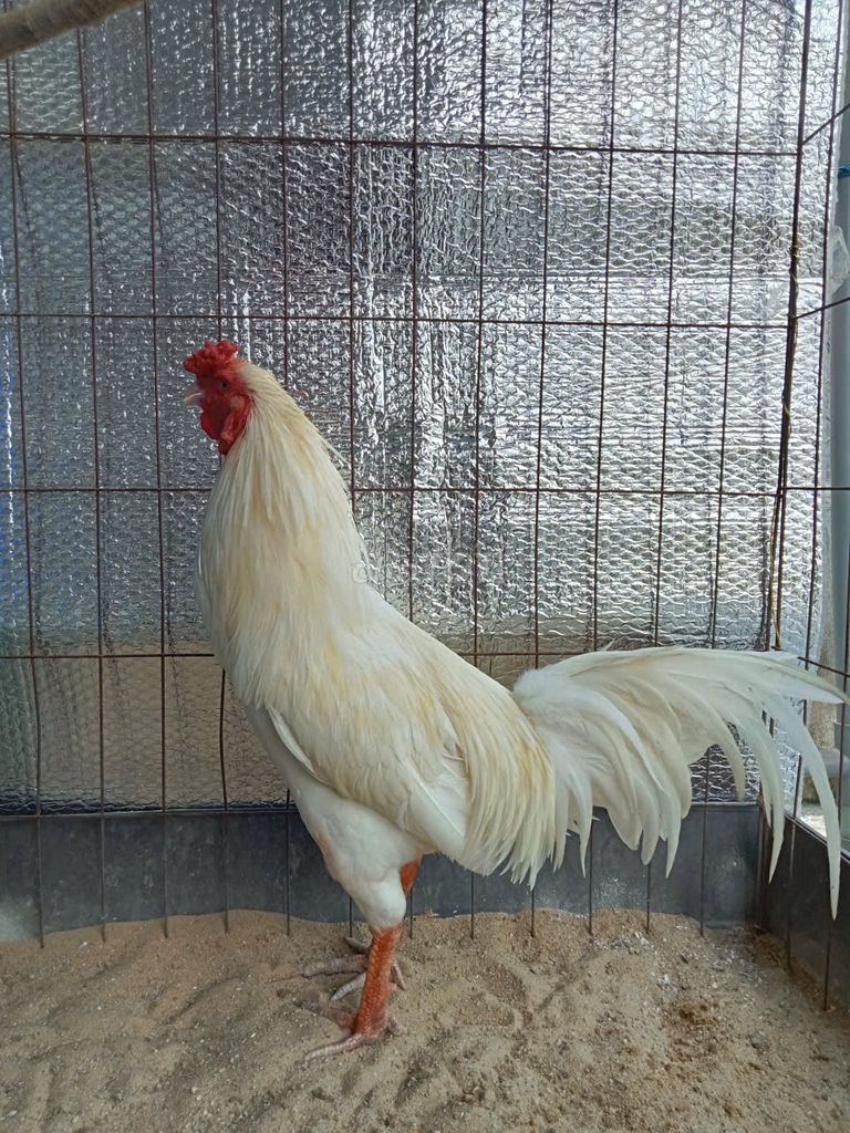 Gà trống Trắng 3kg hơn đã ăn độ cỏ. Mua bán Gà tại Huyện Củ Chi Tp Hồ Chí Minh được đăng bởi phúc hình 1