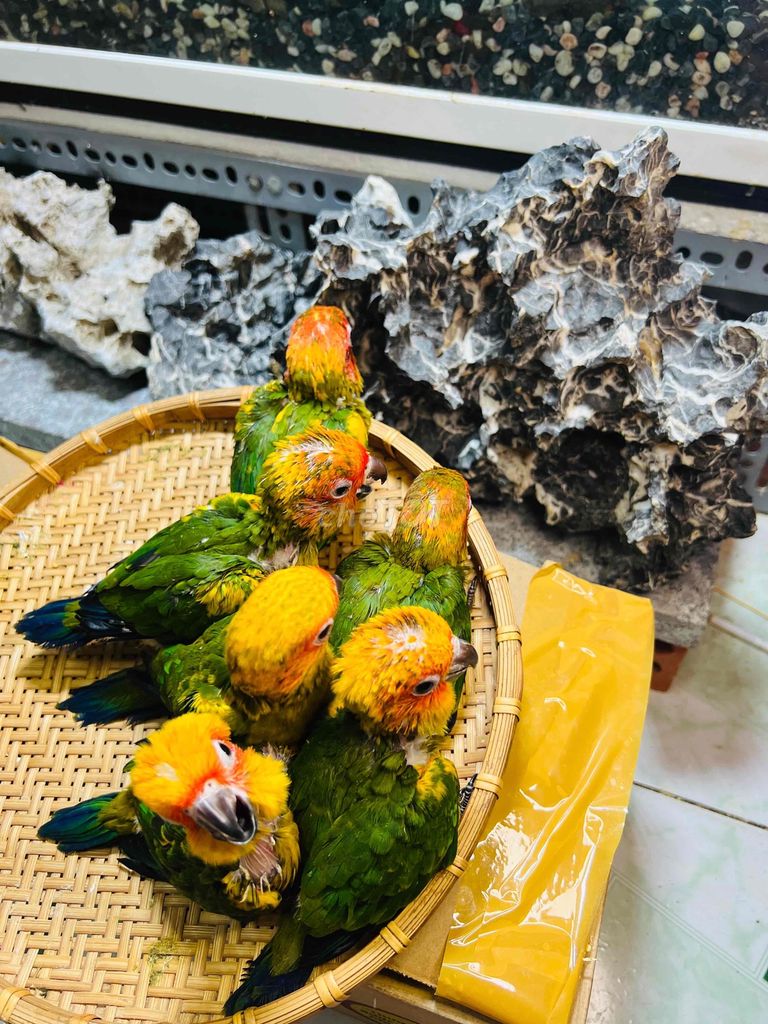 vẹt sunconure