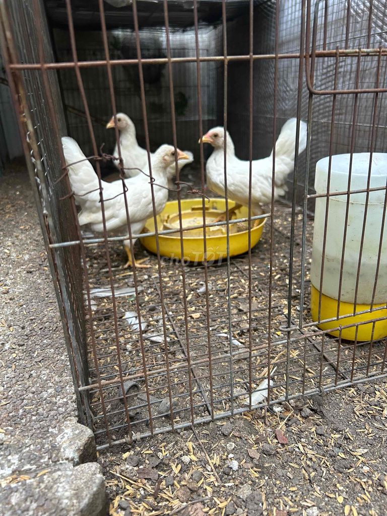 thanh lý 3 con gà mái  tre Bắc nhạn. Mua bán Gà tại Quận 3 Tp Hồ Chí Minh được đăng bởi bán ga tre bắc hình 1